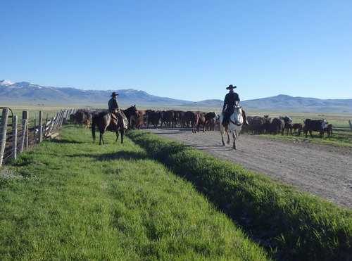 GDMBR: The last of the cattle went by us except for one rogue cow.